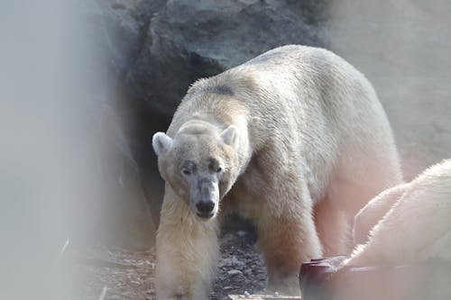 Gratis lagerfoto af eisbär, eisbären, schloss schönbrunn