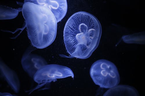 Free Close-Up Shot of Jellyfish on an Aquarium Stock Photo