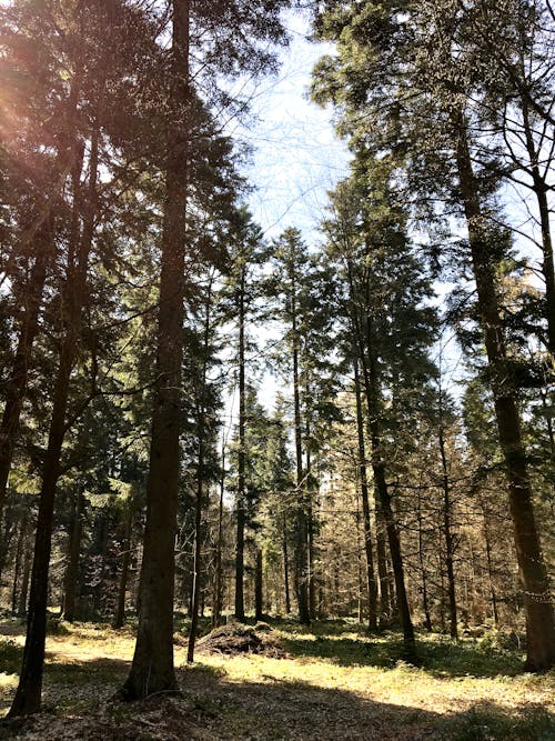 Photo Of Trees During Daytime