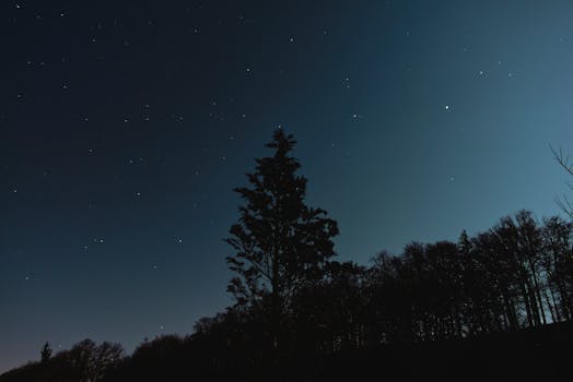 Silhouetted trees under a starry night sky, capturing the serene beauty of nature in Austria.