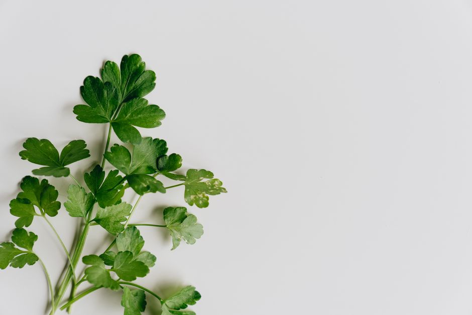 A close-up of fresh parsley leaves arranged on a white minimalistic background.