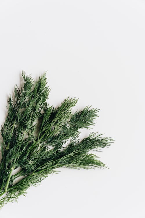 Free Close-Up Photo Of Thyme Stock Photo