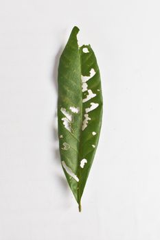 A detailed image of a green leaf with white patches isolated on a plain background.