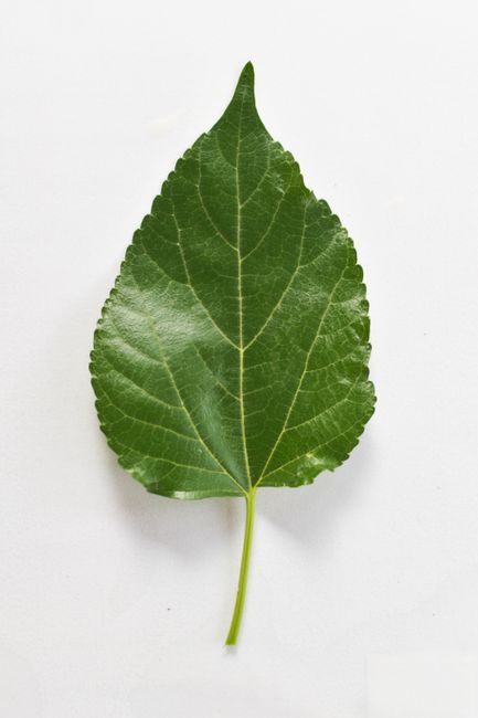 Close-up of a green leaf showcasing detailed vein patterns on a white backdrop.