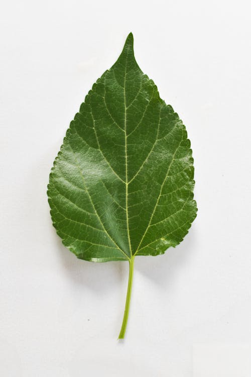 Close-Up Photo Of Green Leaf