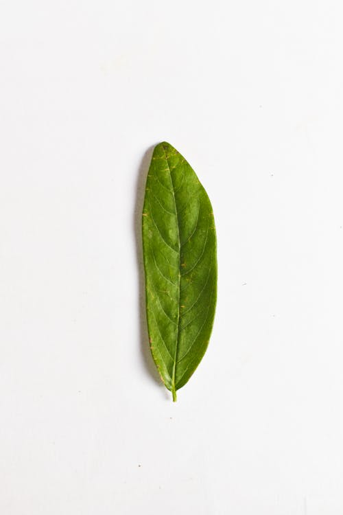 Close-Up Photo Of Leaf