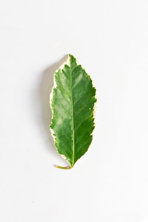 Photo Of Green Leaf