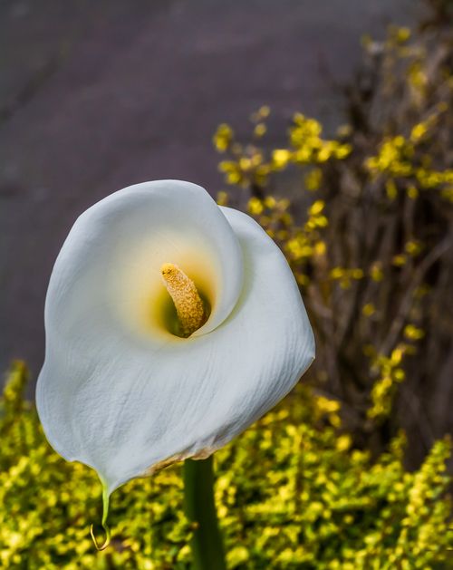 Free A stunning close-up of a white calla lily blooming with vibrant yellow background outdoors. Stock Photo