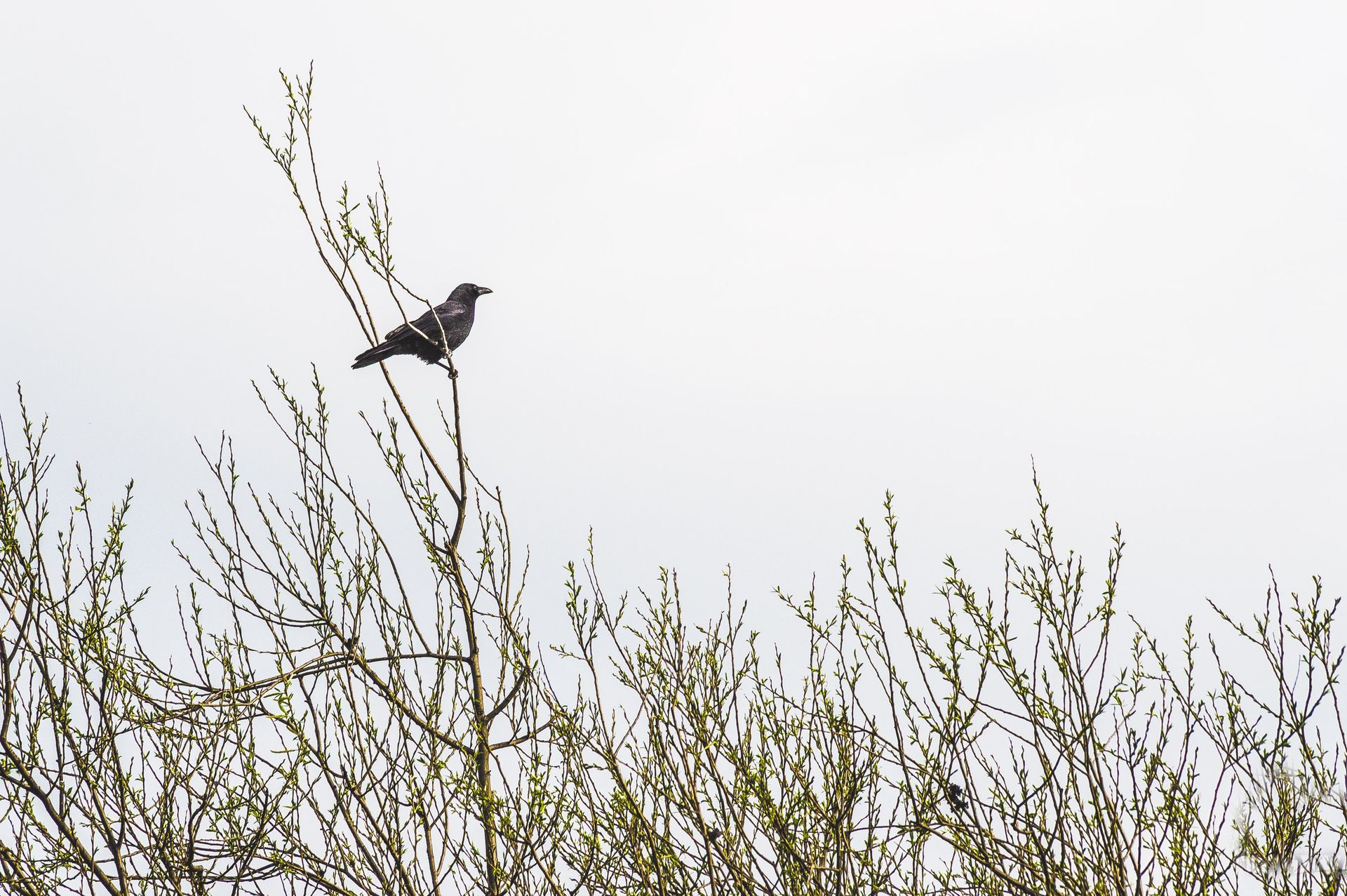 Crow Perching on Plants
