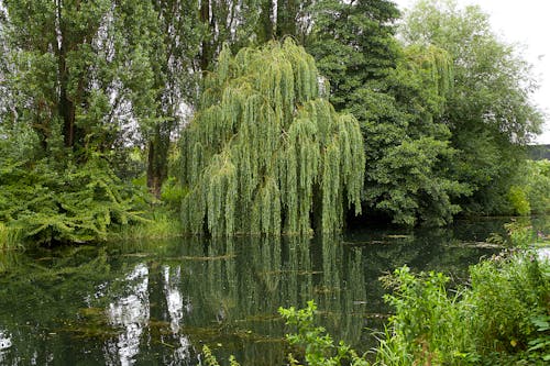 公園, 垂柳, 天性 的 免費圖庫相片