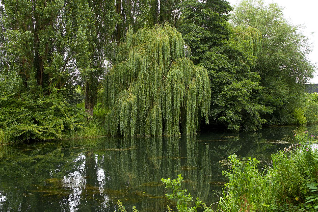 Weeping Willow