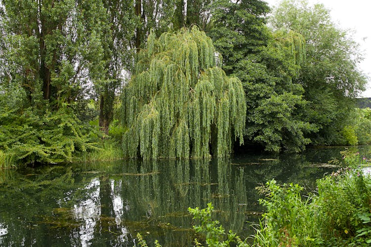 Weeping Willow Tree Near Body Of Water