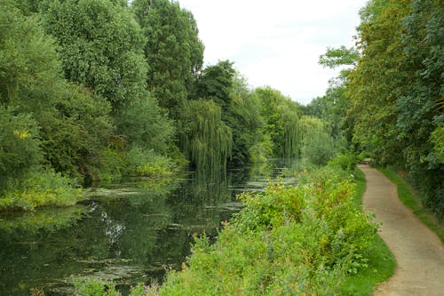 Imagine de stoc gratuită din apă, apă curgătoare, arbori