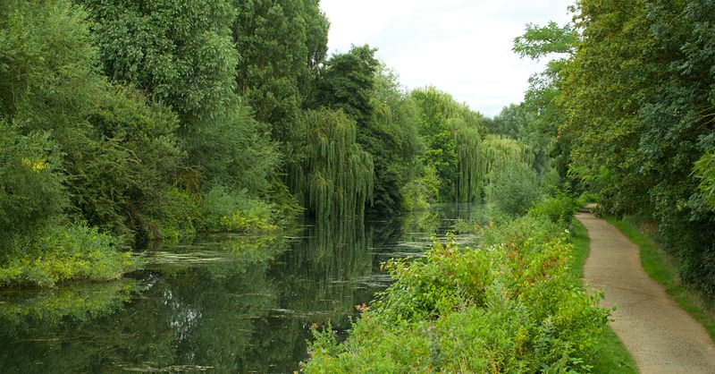 Saule Pleureur : Vertus Médicinales et Bienfaits