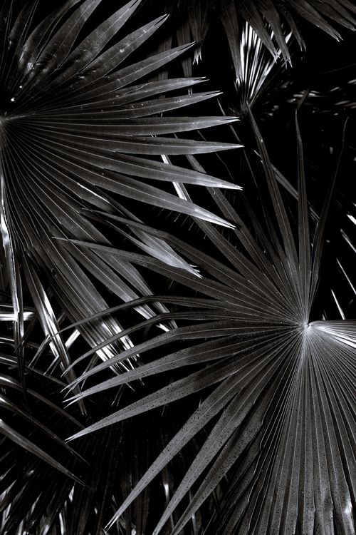Free Black and white of fan shaped leaf of tropical plant with sharp edges in daylight Stock Photo