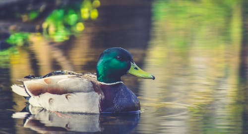 Male duck with bright feather and yellow bill on pond under foliage in daylight