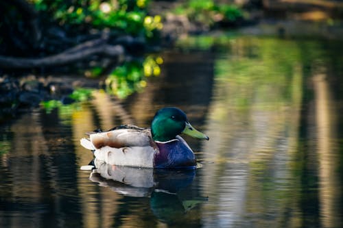 Duck swimming near coast of lake