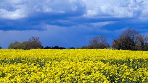 Foto profissional grátis de agricultura, amarelo, áreas
