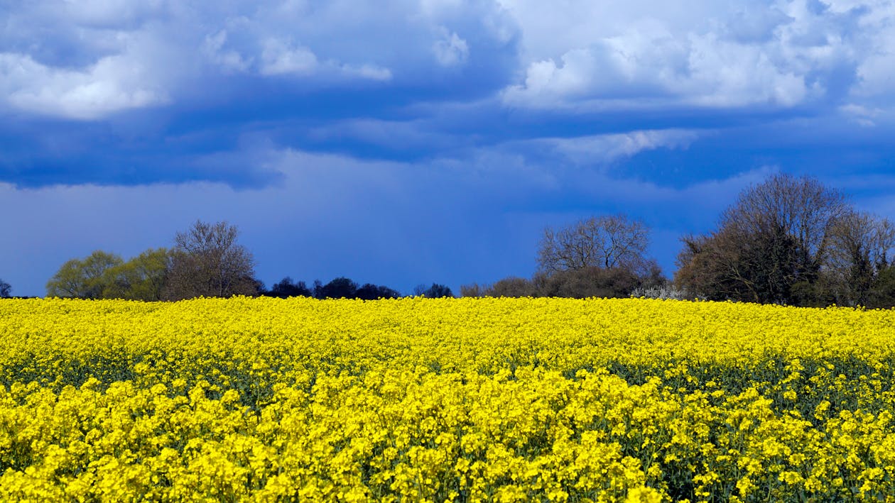 Free Yellow Flower Field Under Blue Sky Stock Photo