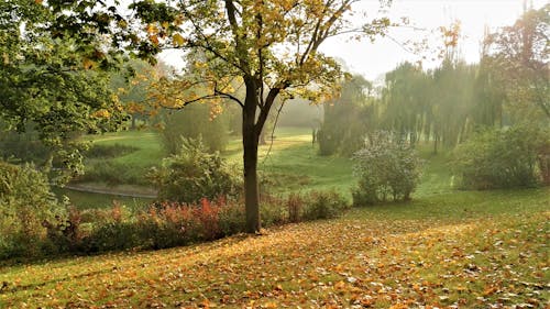 Gratis stockfoto met bladeren, bomen, buitenshuis