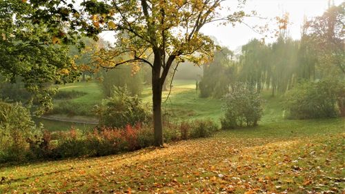 Free Experience the tranquil beauty of an autumn morning in a picturesque park with vibrant foliage. Stock Photo