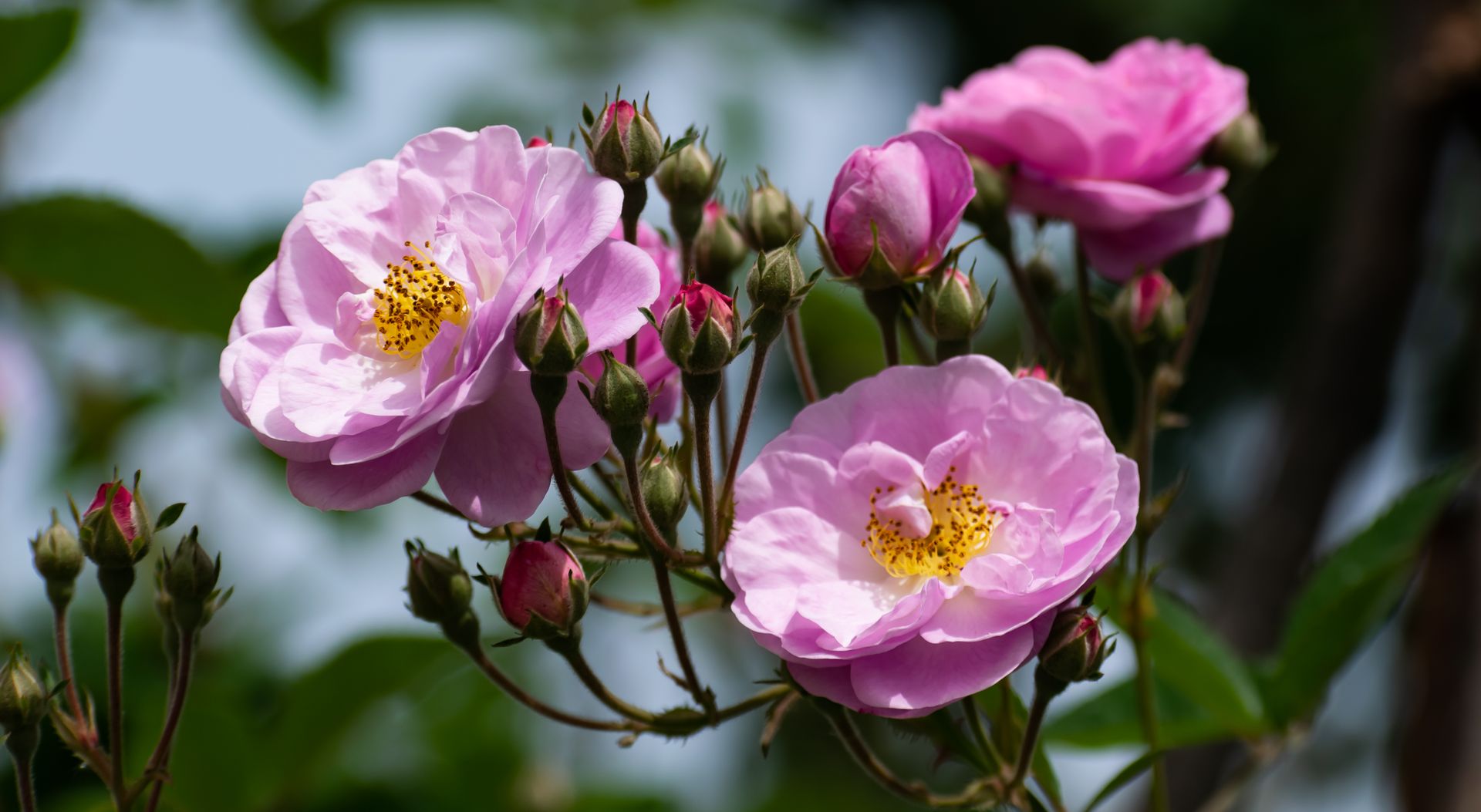 Vibrant pink roses in full bloom with buds, captured in a garden setting during the daytime.