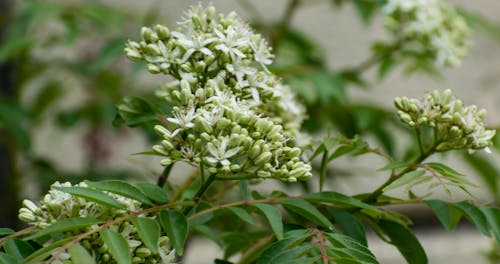 White Flowers With Green Leaves