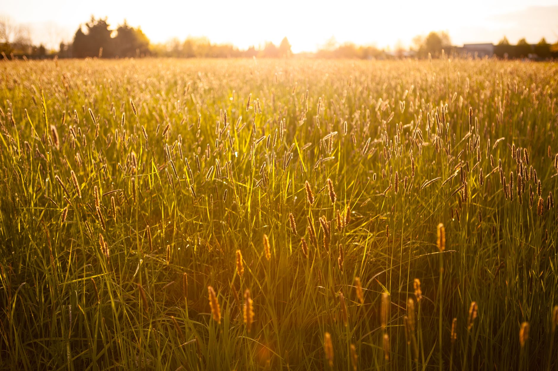 Sunlit wheat field with golden tones during sunset, capturing rural serenity and natural beauty.