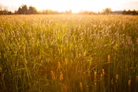 日落时分，阳光洒满麦田，金色的色调捕捉了乡村的宁静与自然美景