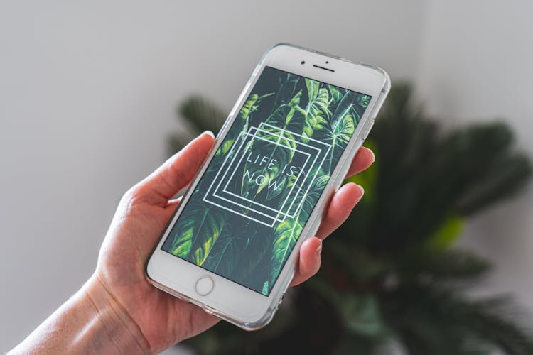 Hand Holding Phone Displaying Plant Wallpaper