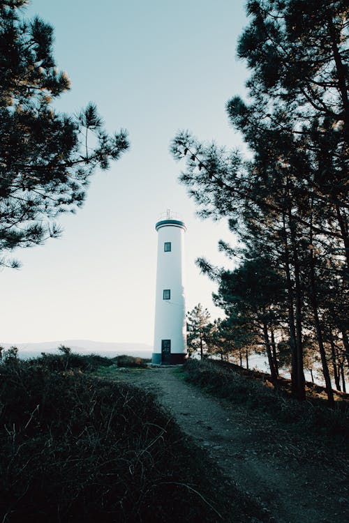 Lighthouse on slope surrounded by pines
