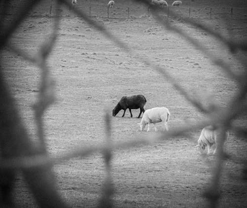 Безкоштовне стокове фото на тему «вівці, зовнішня фотографія, країна»