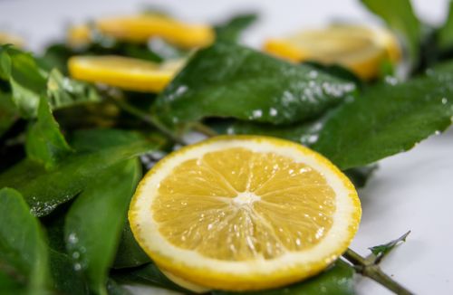 Free Fresh lemon slice surrounded by green leaves, perfect for food photography and freshness themes. Stock Photo