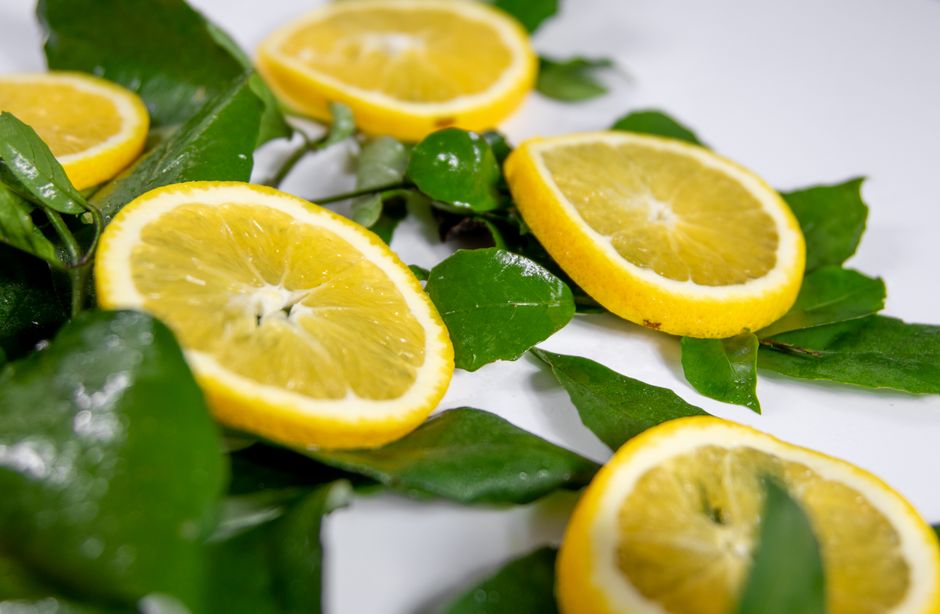 Natural cleaning ingredients like vinegar, citrus, and plant-based soaps - cruelty free glass cleaner Natural cleaning ingredients like vinegar, citrus, and plant-based soaps - cruelty free glass cleaner