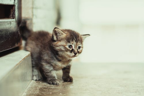 Free Close-up Shot of a Cute Kitten Stock Photo