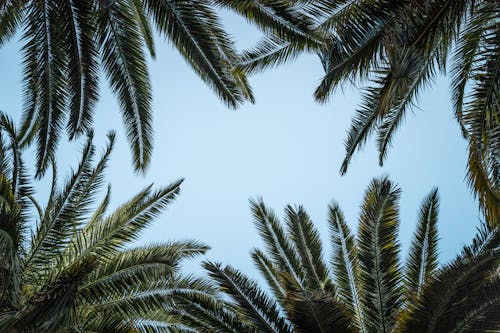 Бесплатное стоковое фото с hd обои, кокосовые листья, низкоугольный выстрел