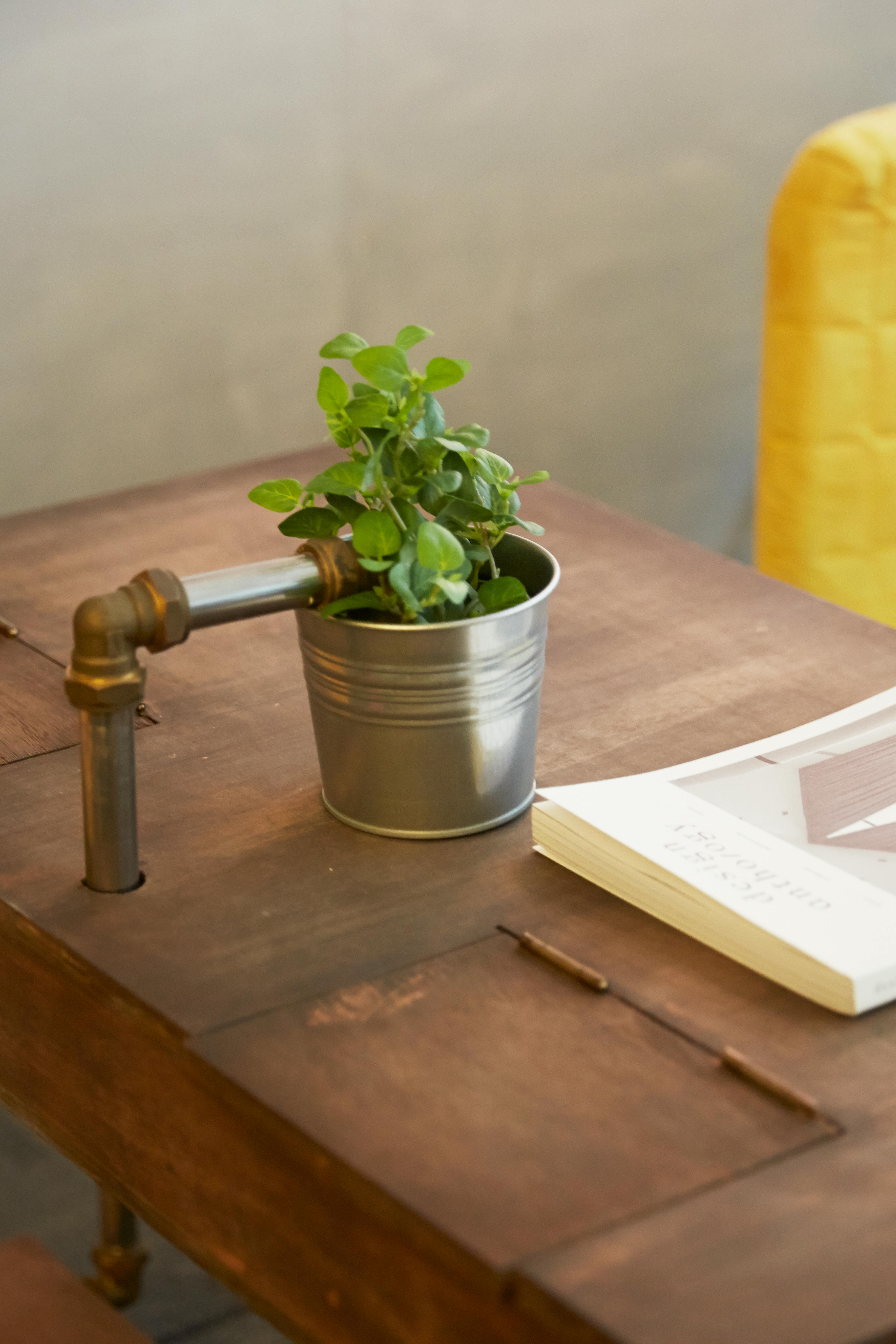 Green Plant in Stainless Steel Pot · Free Stock Photo