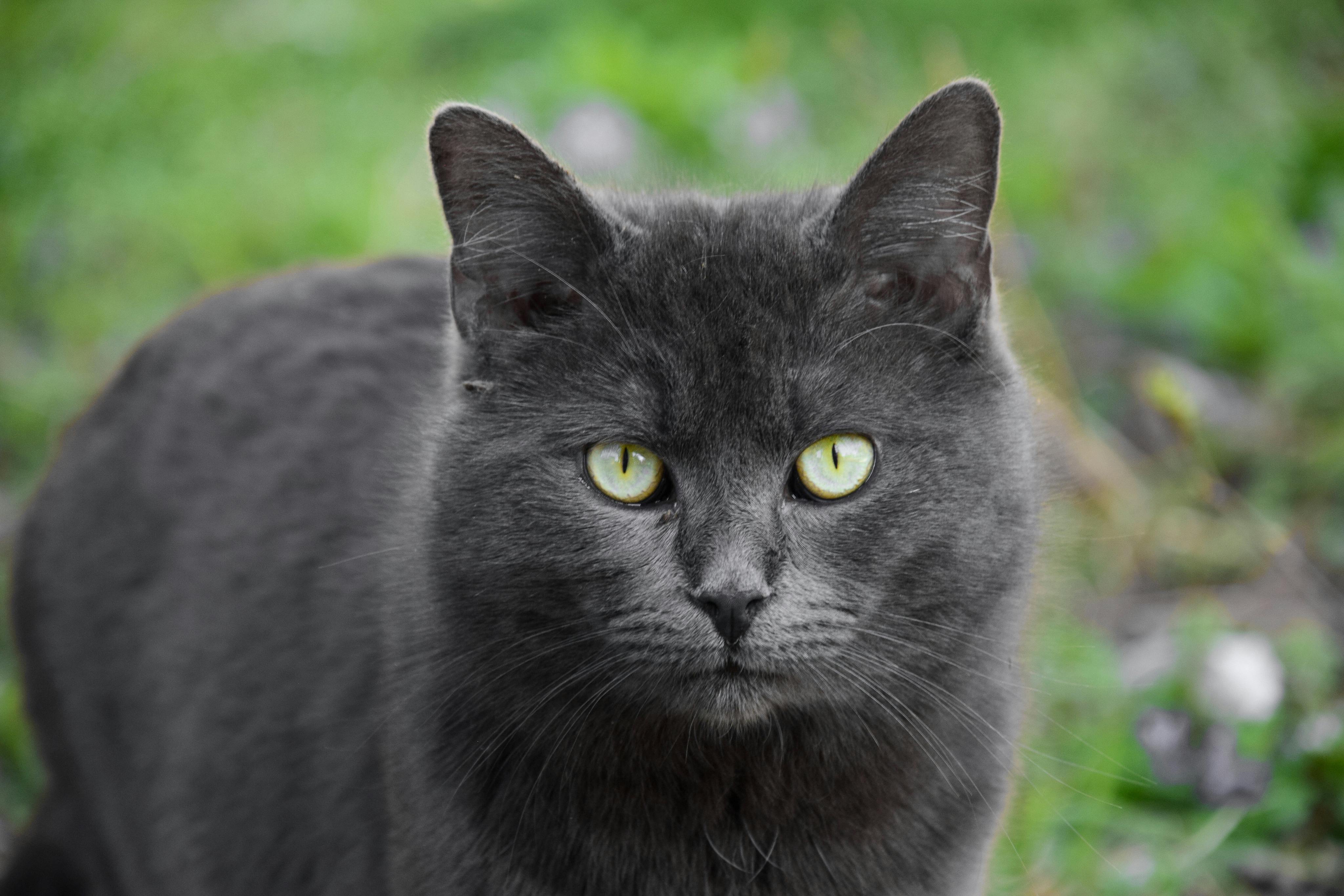 black-cat-in-tilt-shift-lens-free-stock-photo