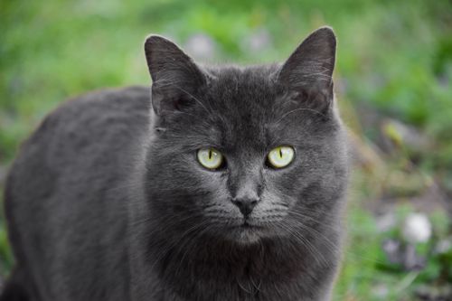 Free A captivating close-up portrait of a gray domestic cat with striking green eyes, outdoors. Stock Photo
