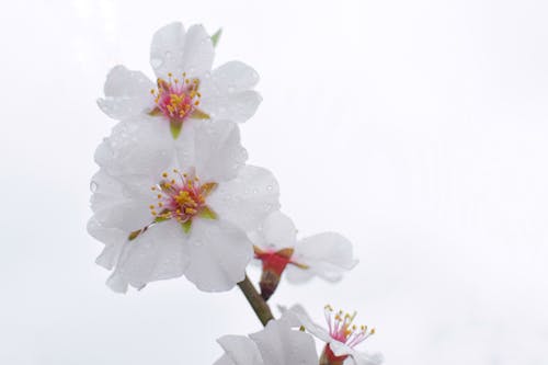 White Cherry Blossom in Close Up Photography