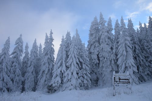 Бесплатное стоковое фото с вечнозеленый, гора, дерево