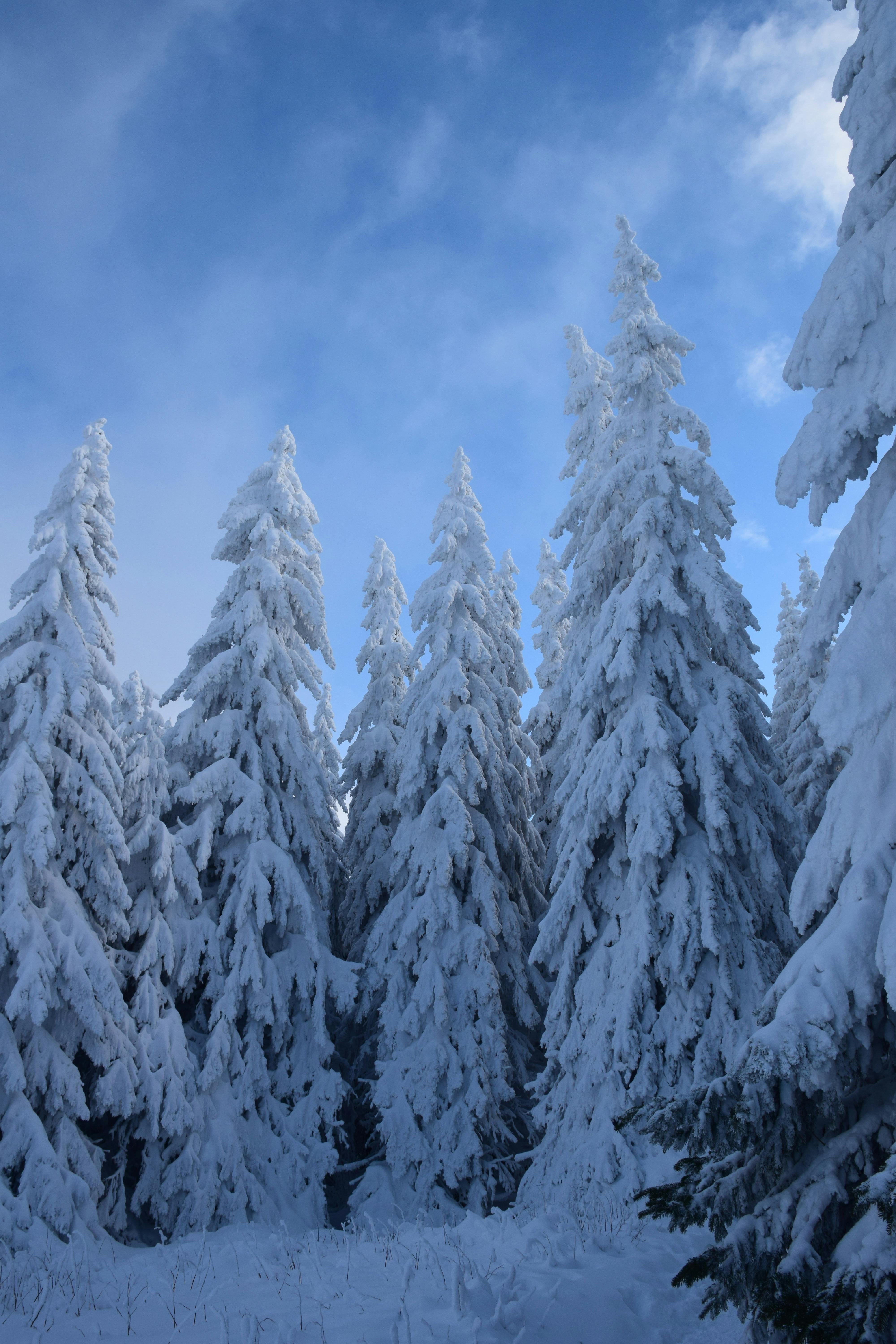 Free Stock Photo Of Pine Trees Covered With Snow | Photoeverywhere