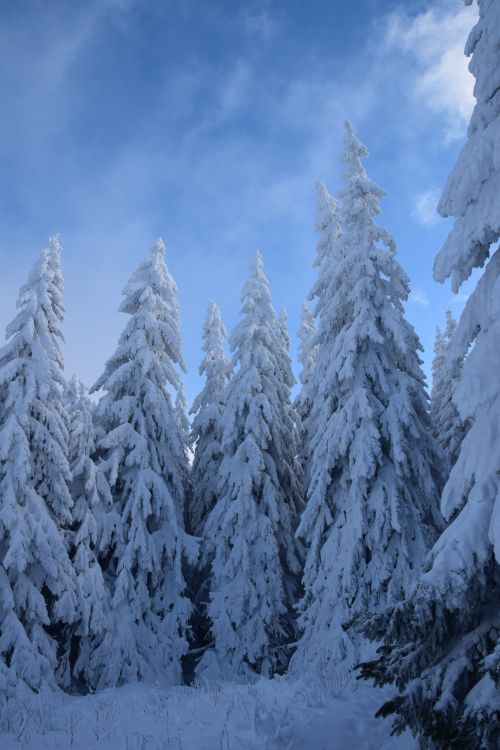 Free A serene winter landscape of snow-covered evergreen trees under a blue sky. Stock Photo