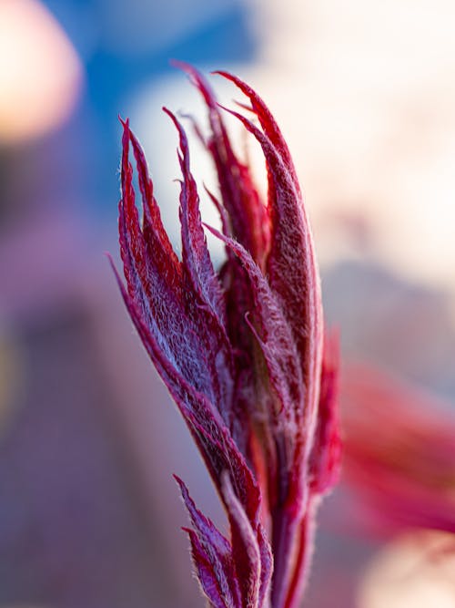 Free Red and White Plant in Close Up Photography Stock Photo