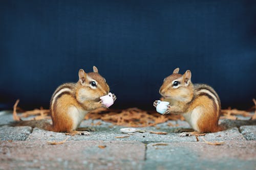 갈색, 귀여운, 다람쥐의 무료 스톡 사진