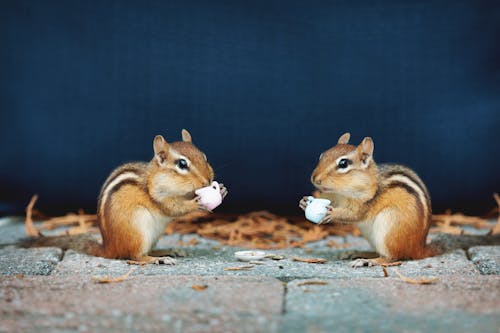 Squirrels on Concrete Surface