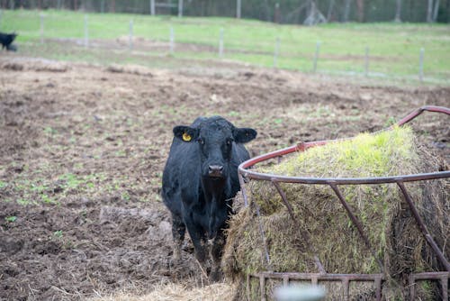 Free stock photo of cow, farm field, feeder