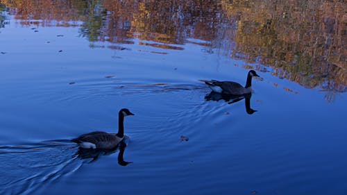 Ilmainen kuvapankkikuva tunnisteilla ankat, järvi