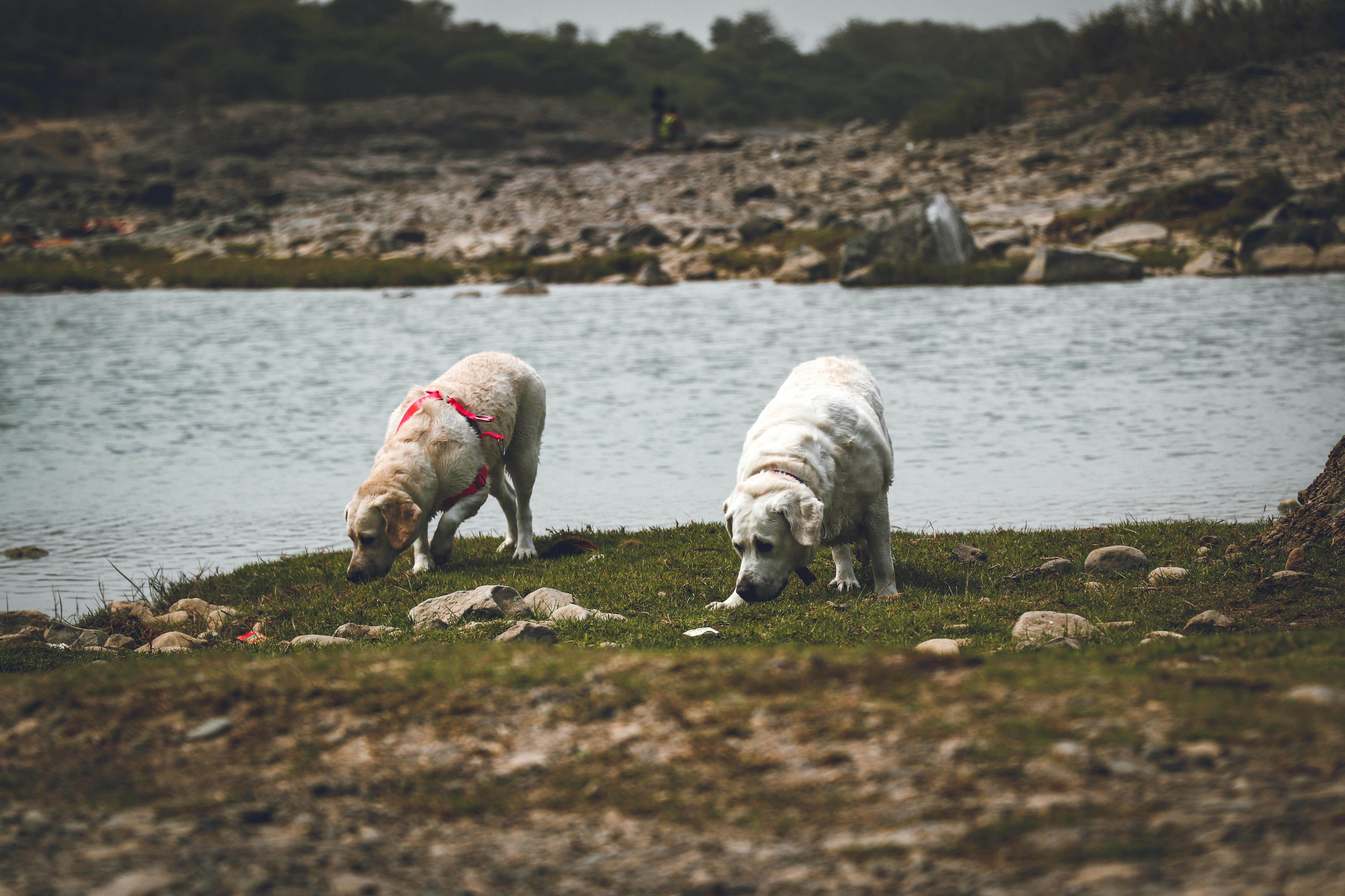 dogs wandering on rocky shore