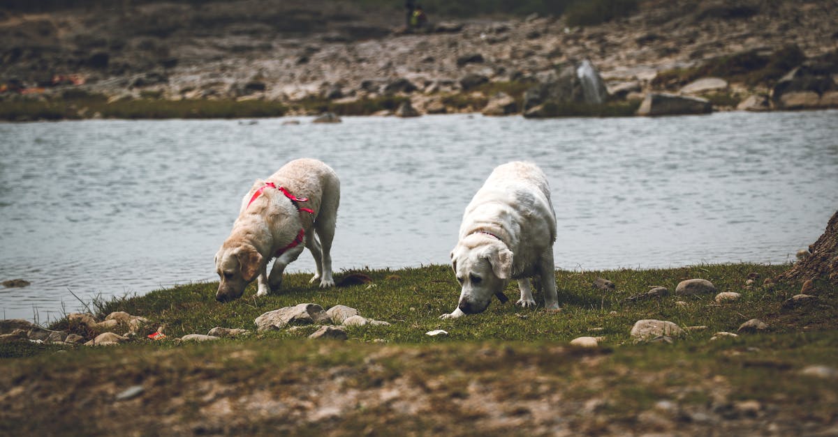 Couple of Labradors walking on grassy meadow with stones smelling ground against lake